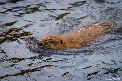 Beaver released into Glen Affric